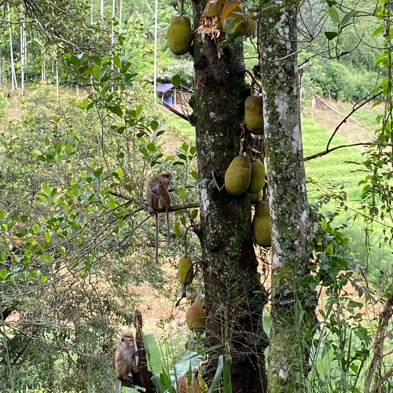 Jackfrucht-beladenes Baum mit Affen.