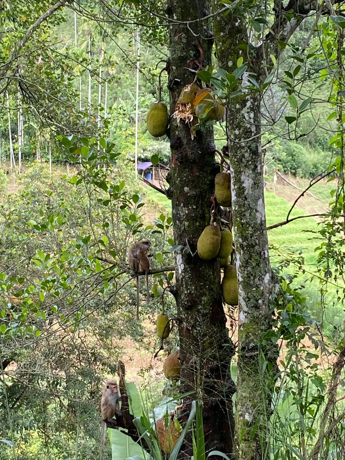 Jackfrucht-besetzter Baum mit Affen.